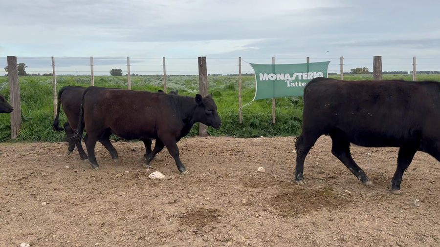 Lote 50 Vaquillonas en Coronel Dorrego