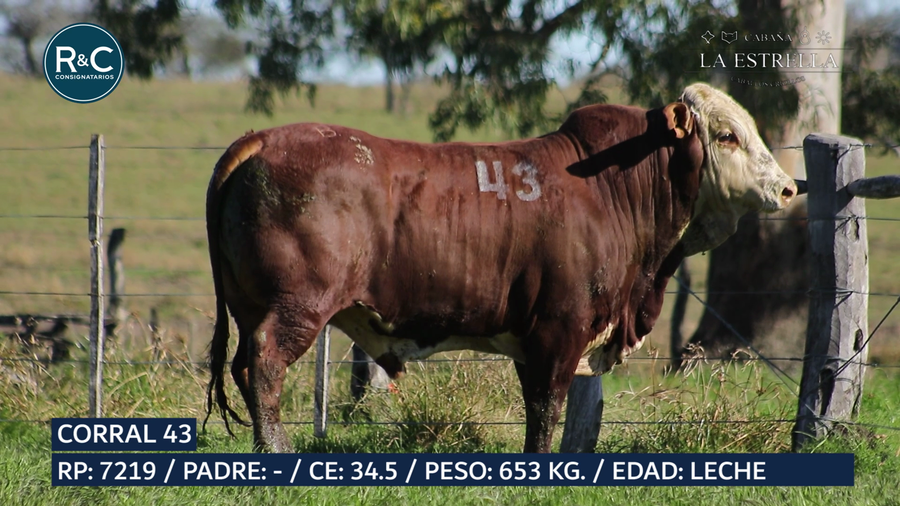 Lote Toro Braford