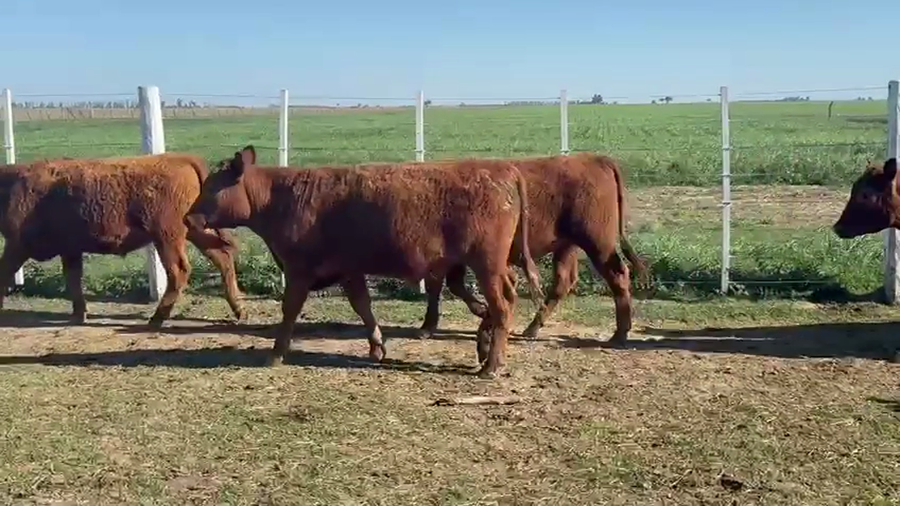 Lote 39 Terneros