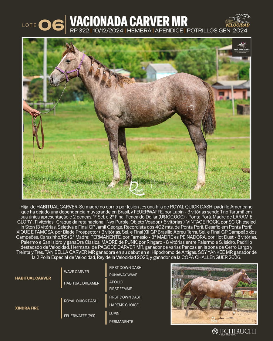 Lote VACIONADA CARVER MR