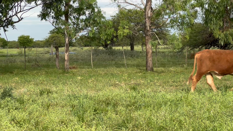 Lote 140 Novillitos en Corrientes, Curuzú-Cuatiá
