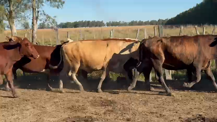 Lote 50 Vacas usadas preñadas en Corrientes, Paso de Los Libres