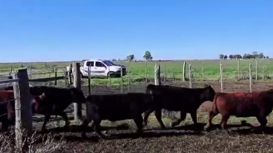 Lote 70 TERNS. MACHOS, EN GUAMINI, BS. AS.