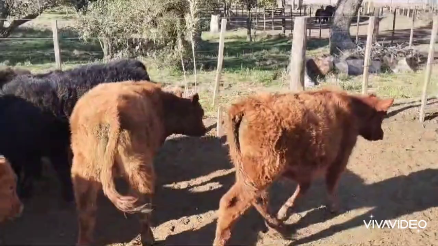 Lote 60 Terneros/as en Coronel Pringles, Buenos Aires