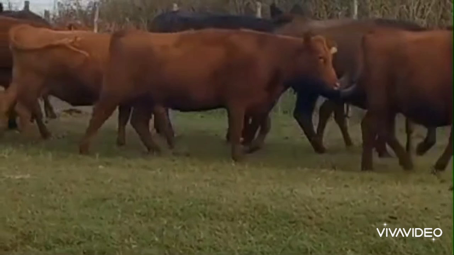 Lote 94 Vaquillonas C/ gtia de preñez y Paridas en Laboulaye Córdoba