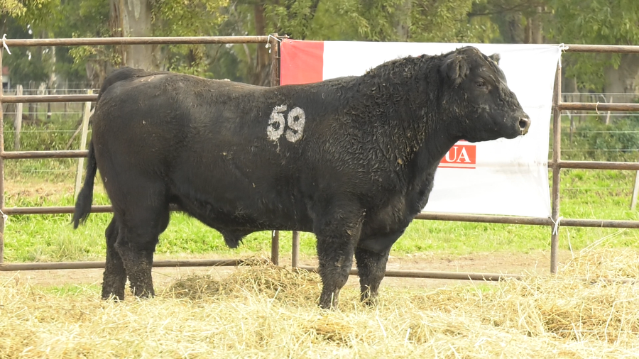 Lote TOROS ANGUS NEGROS  PC