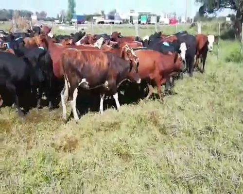 Lote 70 Novillitos en Villaguay, Entre Ríos