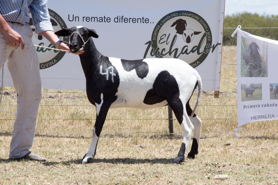 Lote OVINO STA. INES HEMBRA PPC