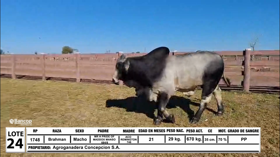 Lote Lote 24