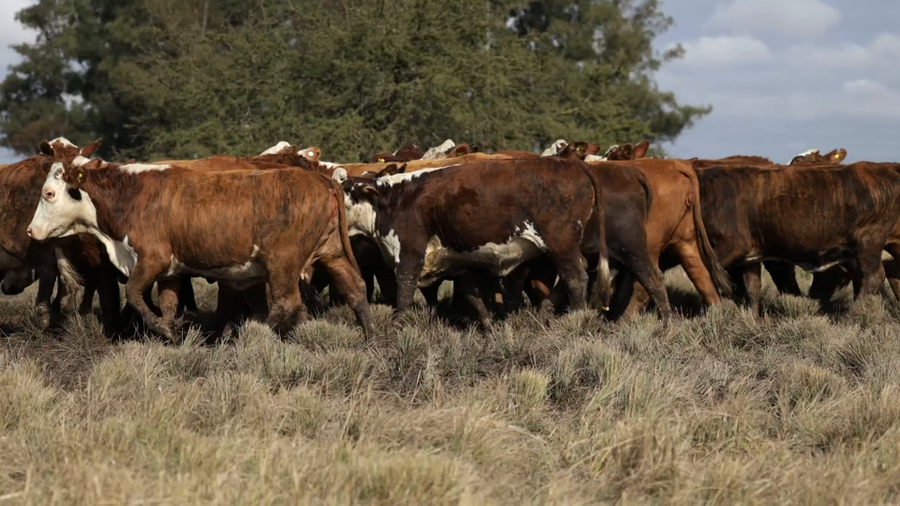 Lote Vaquillas señal 3 preñadas de primavera REMATE AGOSTO 2026