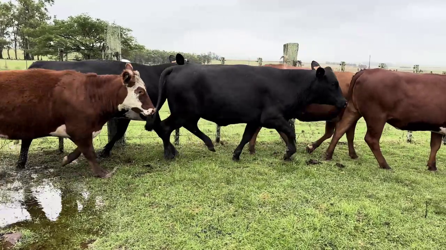 Lote VAQUILLONAS 1 A 2 AÑOS