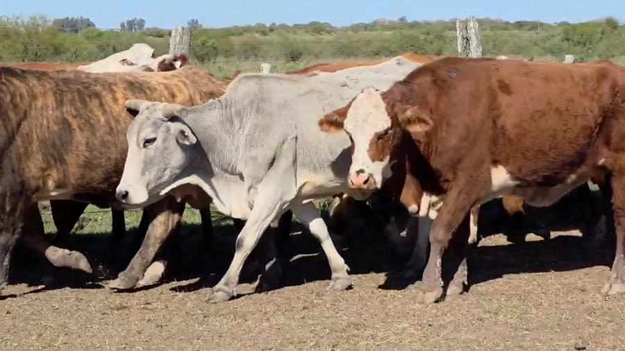 Lote 209 Vacas p/ invernar