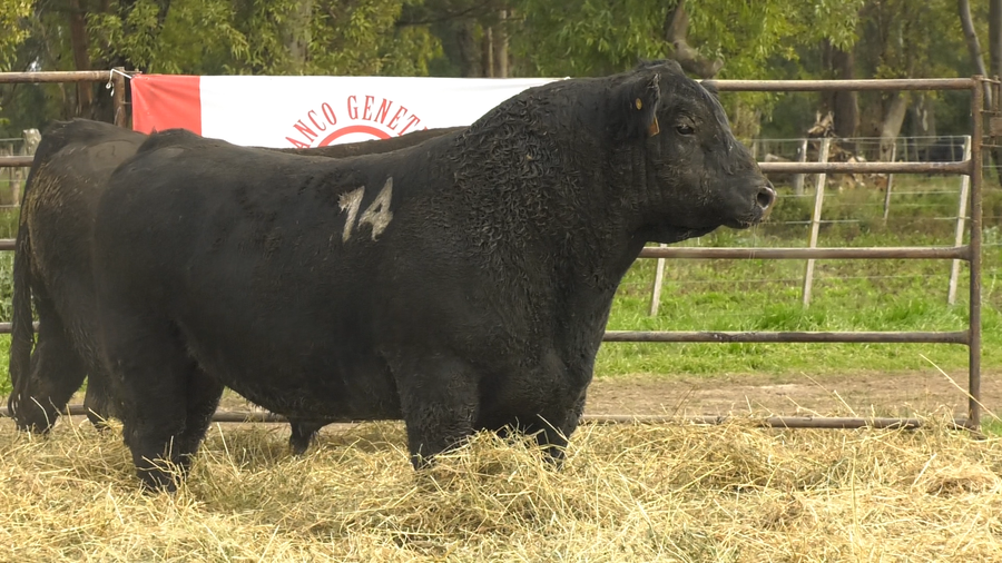 Lote TOROS ANGUS NEGROS  PC