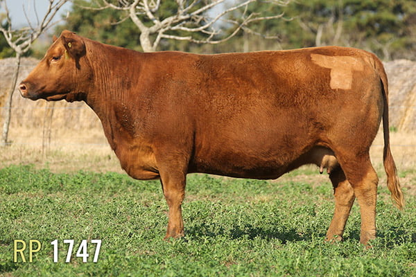 Lote 3 VACAS PREÑADAS PURAS DE PEDIGREE