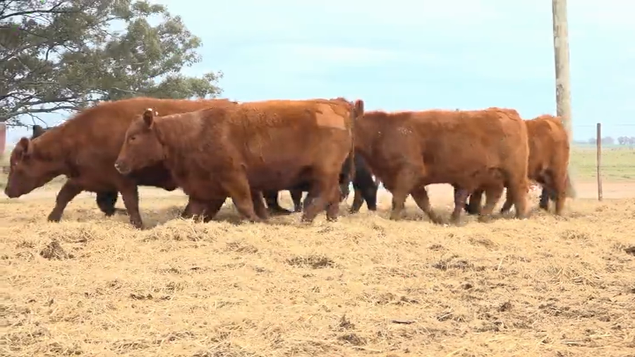 Lote Vaquilla Rodeo Gral. Tres Molinos