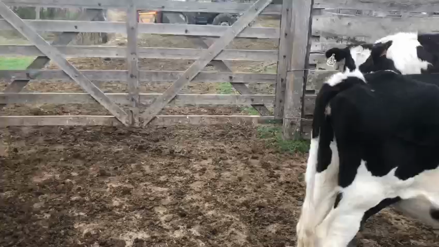 Lote 10 Terneras Holando a remate en Pantalla Camy en Chamizo