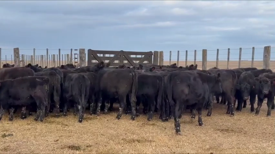 Lote 80 terneras