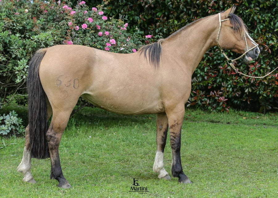 Lote Charlatana Caraguatá