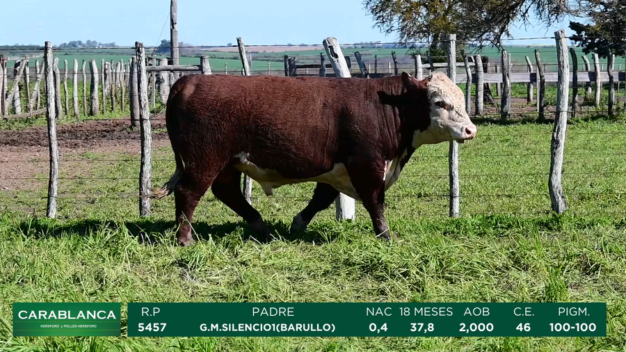 Lote Carablanca