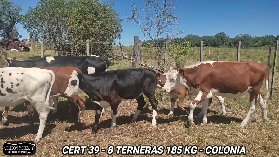 Lote 8 Terneras en Radial Conchillas, Colonia