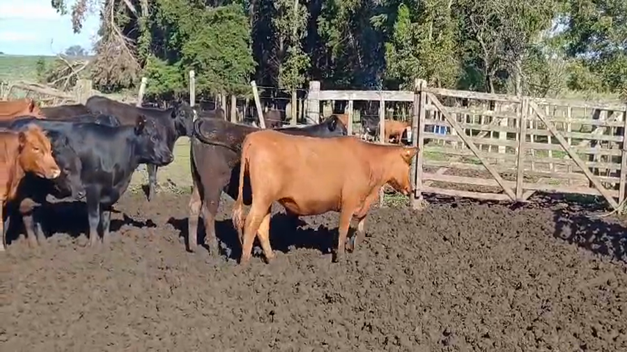 Lote (Vendido)36 Vaquillonas 1 a 2 años AA/ RA - AA a remate en #50 Pantalla Carmelo 300kg -  en FLORES