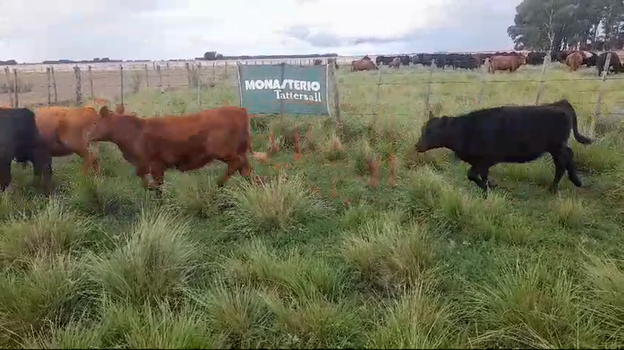 Lote 26 Terneras en Benito Juarez