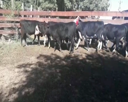 Lote Terneras