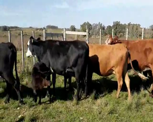 Lote 10 Piezas de cría HEREFORD Y ANGUS 350kg - , San José