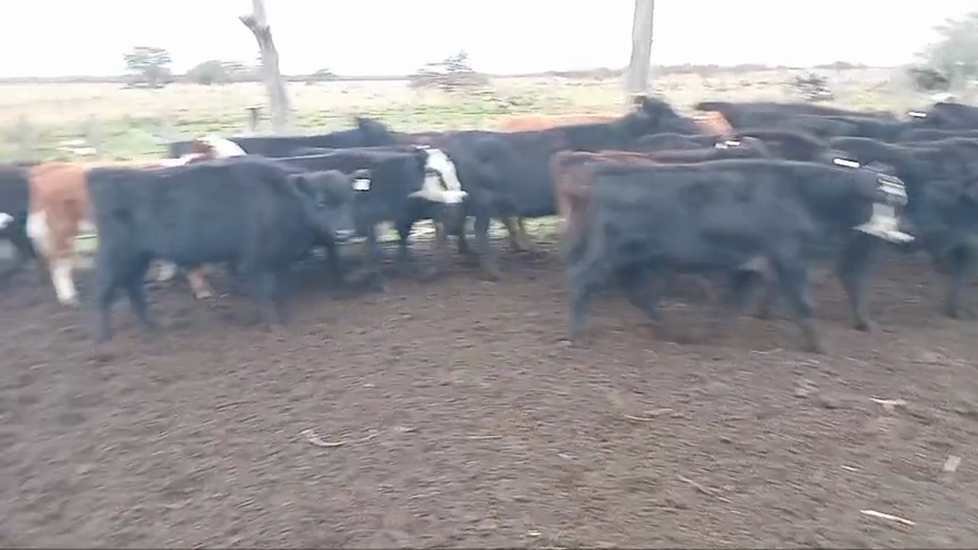 Lote 30 Terneros/as en Corrientes, Curuzú-Cuatiá
