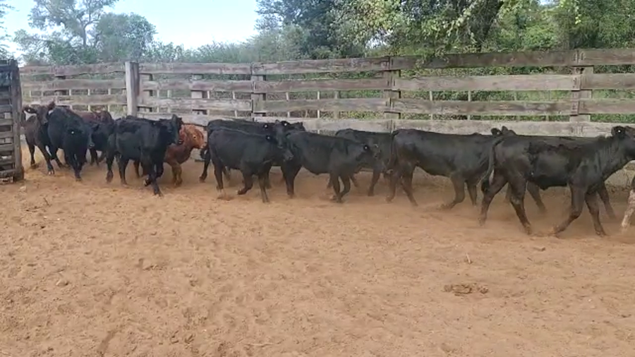 Lote 115 Terneros/as en Pampa de Los Guanacos, Santiago del Estero