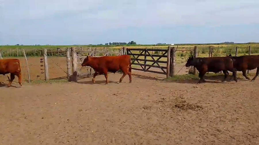 Lote 61 Terneros/as en Buenos Aires, Salazar