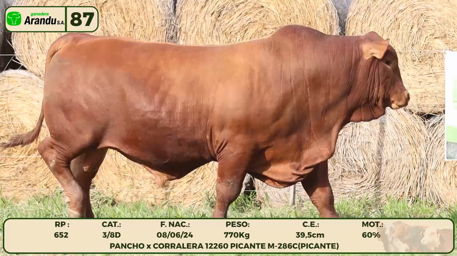 Lote LOTE 87