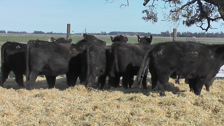 Lote VAQUILLONAS PREÑADAS NEGRAS