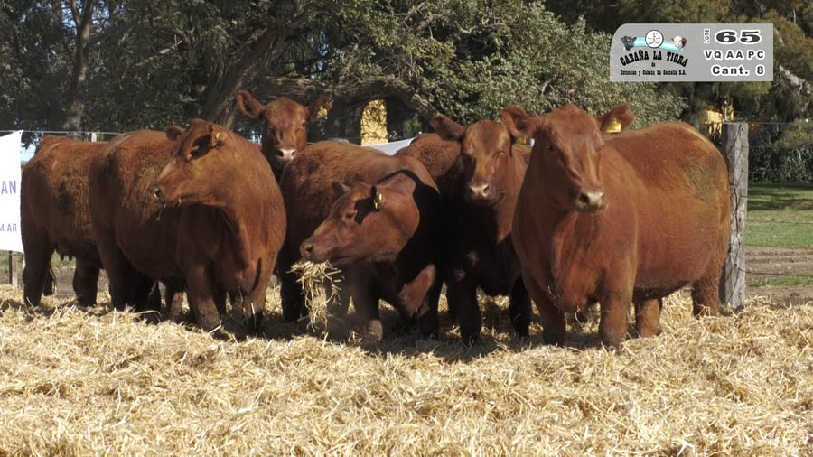 Lote VAQUILLONAS  PC  PARICION PRIMAVERA