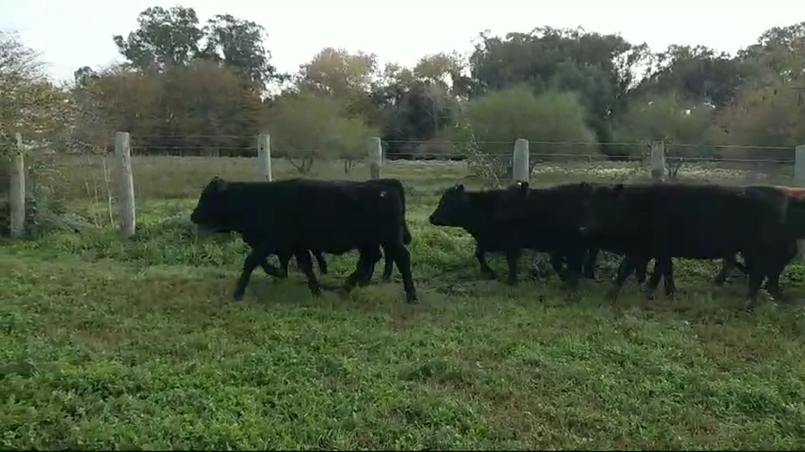 Lote 32 Terneros/as en Verónica, Buenos Aires