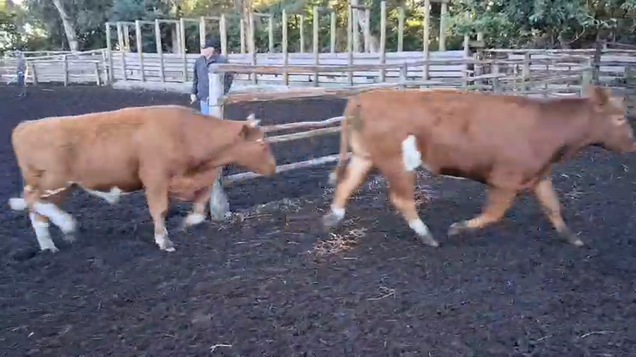 Lote 50 Novillo Engorda en Los Ángeles, VIII Región Biobío