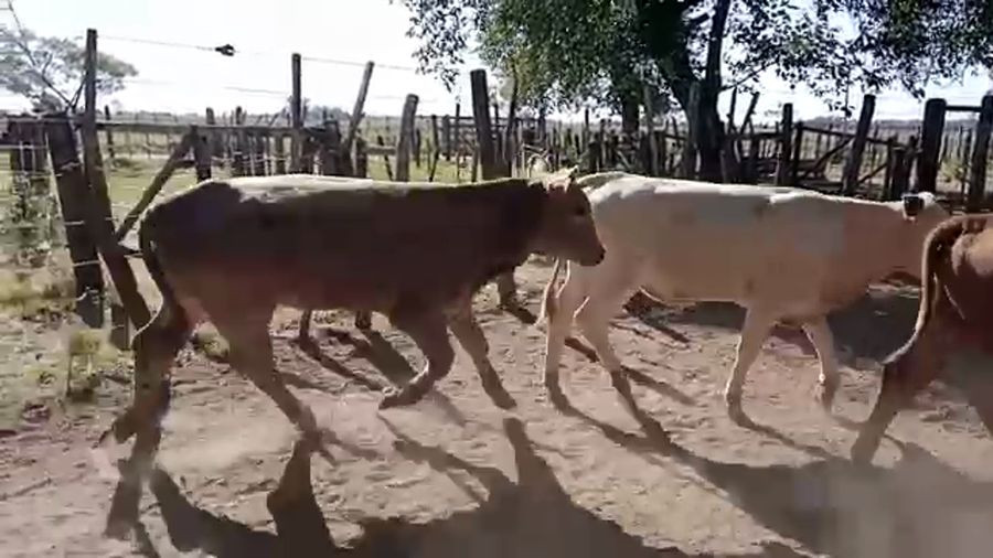 Lote 50 Novillitos y vaquillonas en Romang, Santa Fe