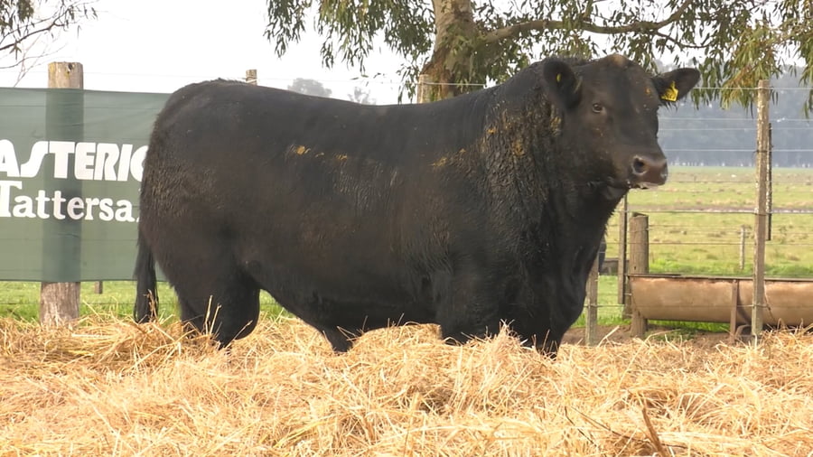 Lote TOROS PUROS DE PEDIGREE