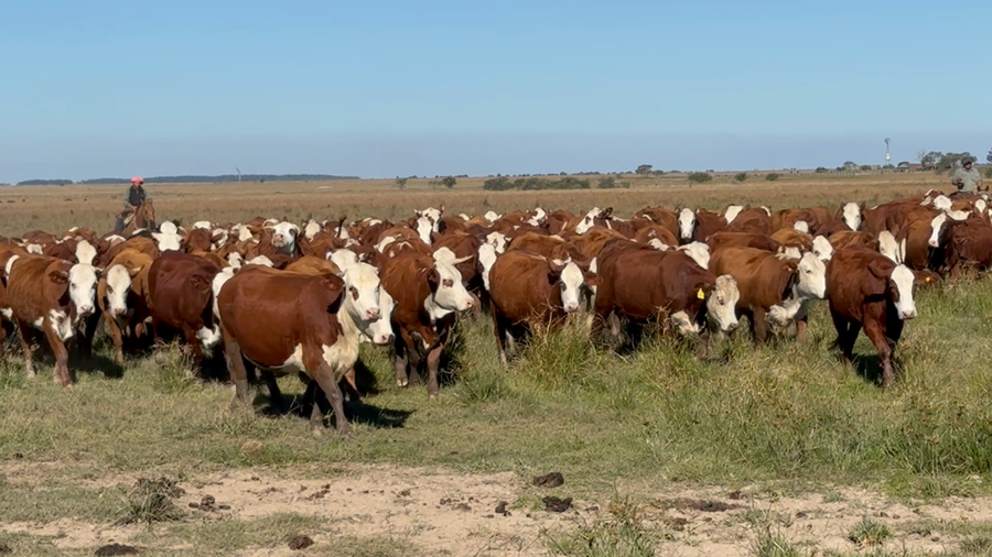 Lote 156 Vaquillonas en Corrientes, Mercedes