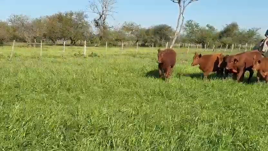 Lote 88 Terneros/as en Corrientes, Curuzú-Cuatiá