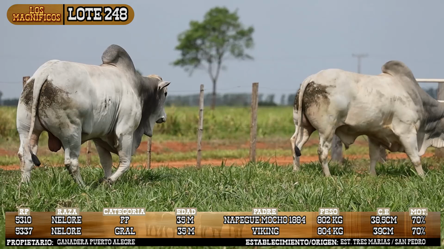 Lote LOTE 248 - VIVO