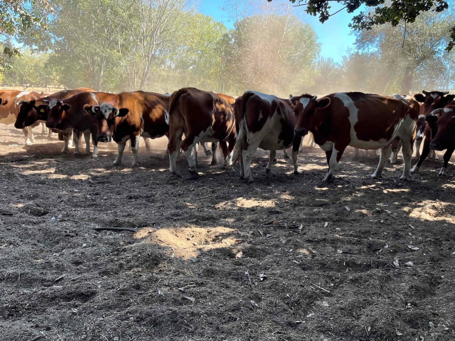 Lote 43 Vaca Preñada en Quillón, XVI Región Ñuble