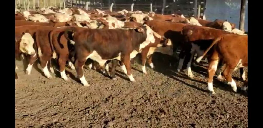 Lote 65 Terneros en Entre Ríos, Villaguay