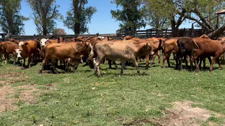 Lote 75 Terneros/as en Gran Guardia, Formosa