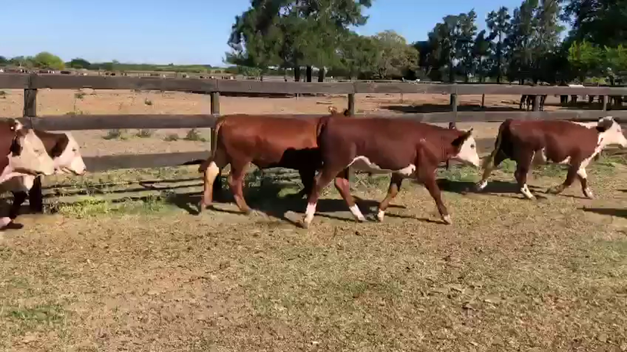 Lote 110 Terneros a término en Corrientes, Curuzu Cuatia