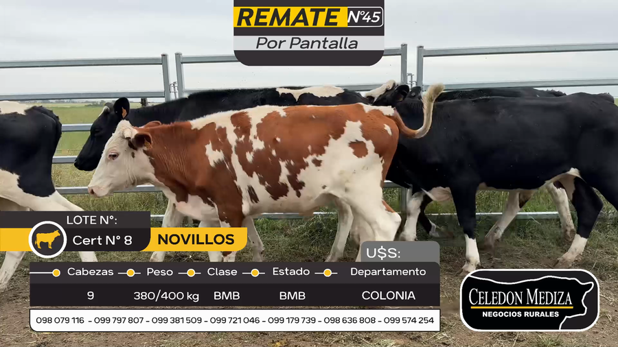 Lote 9 Novillos en Otra Localidad, Colonia