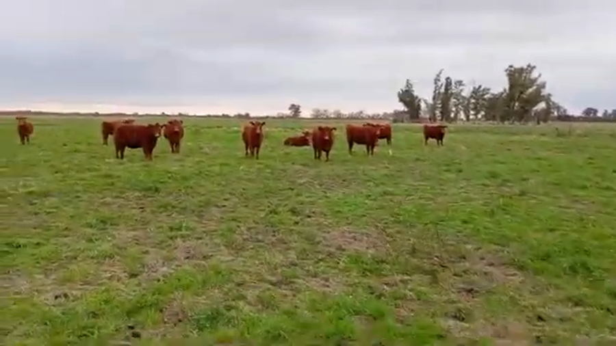 Lote Vaquillonas coloradas de El Ripail S.A.