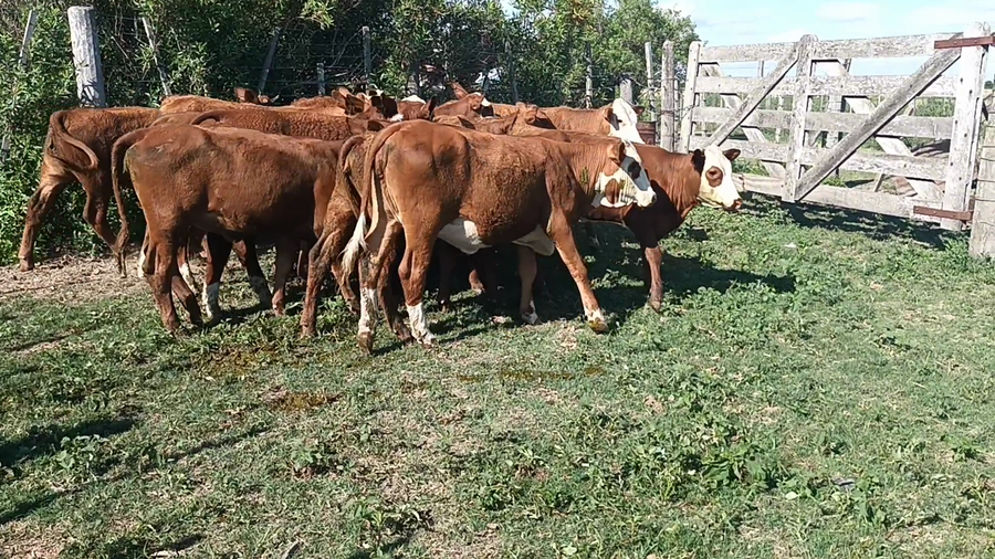 Lote 17 Terneras Braford en Moises Ville, Santa Fe