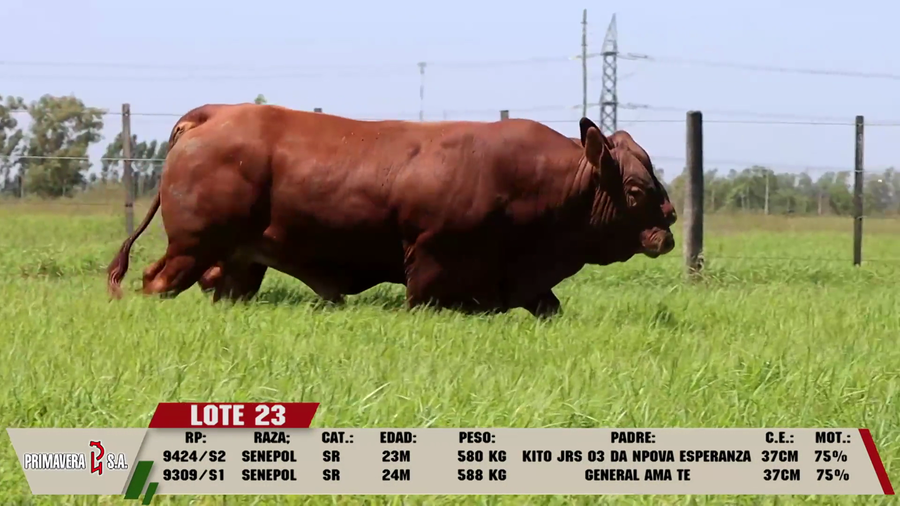 Lote LOTE 23
