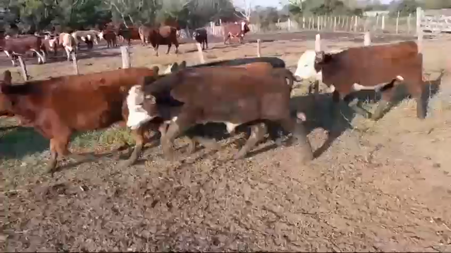 Lote 50 Terneros/as en La Paz, Entre Ríos